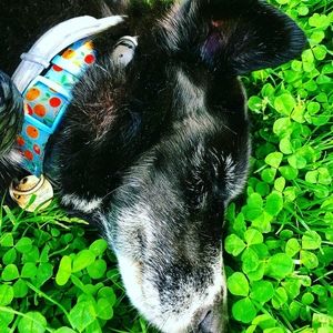 Meet your Posher, Brittney